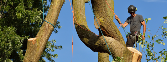 Essential Rigging Gear Every Arborist Needs for Safe and Efficient Tree Work